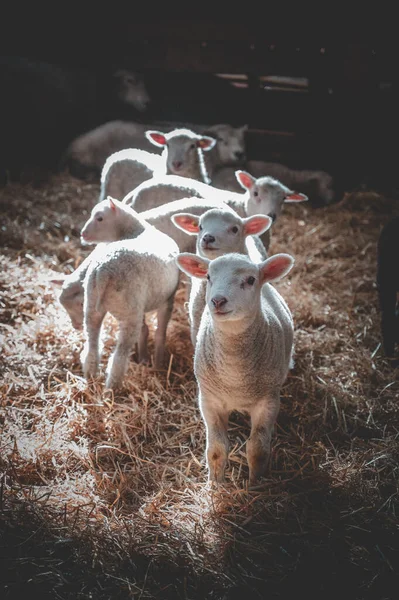 Χαριτωμένο Πρόβατα Στο Αγρόκτημα Στο Παρασκήνιο — Φωτογραφία Αρχείου