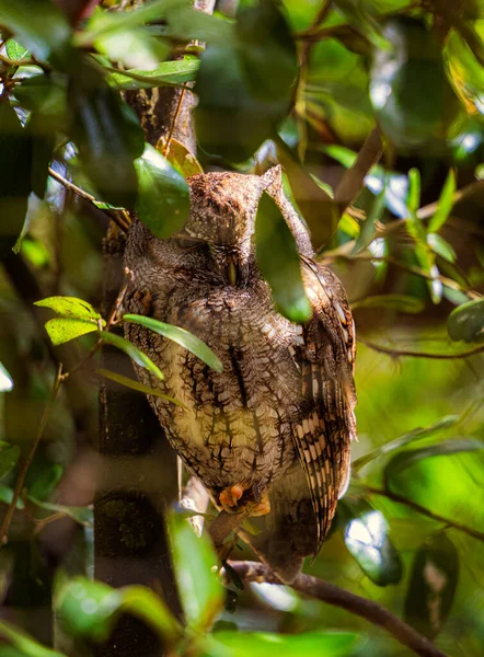 Pájaro Está Sentado Una Rama Árbol — Foto de Stock