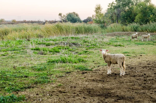 Schafe Auf Dem Feld — Stockfoto