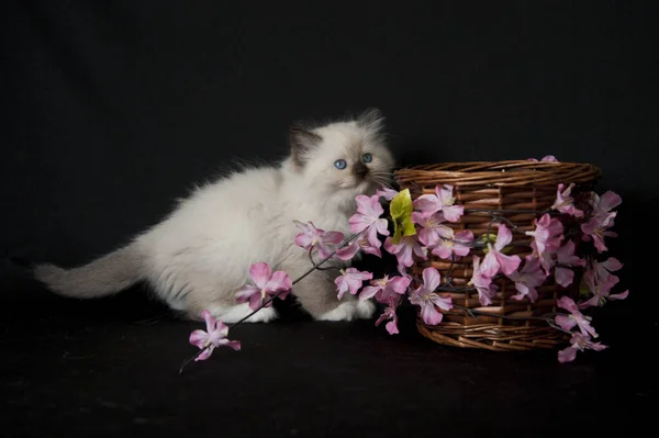 Mooi Klein Katje Een Zwarte Achtergrond — Stockfoto