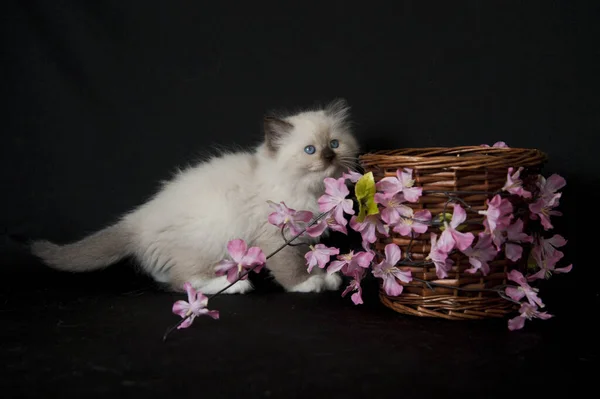 Gatinho Bonito Fundo Preto — Fotografia de Stock