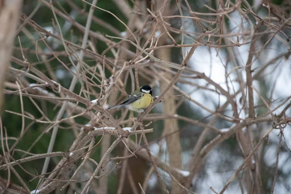 Oiseau Sur Une Branche Arbre — Photo
