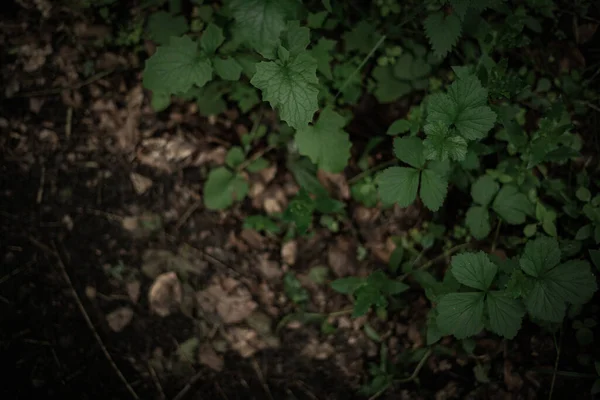 森林里的绿叶 — 图库照片