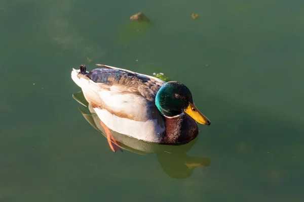 Ente Schwimmt Teich — Stockfoto