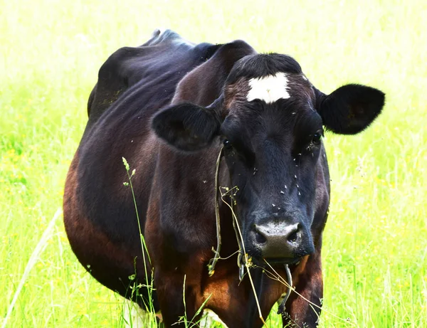 Vaca Preta Branca Grama Verde — Fotografia de Stock