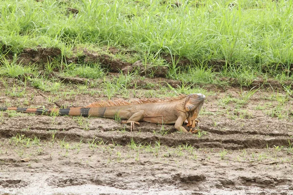 Lagarto Jardim Zoológico — Fotografia de Stock