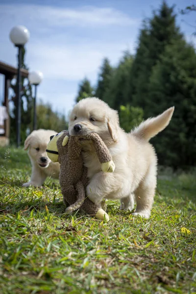 Cani Bianchi Nel Parco — Foto Stock