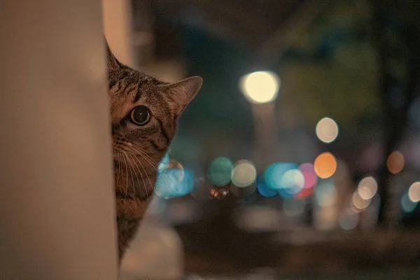 Katze Der Nacht — Stockfoto