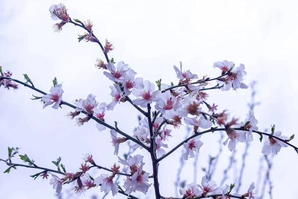 Όμορφα Ροζ Λουλούδια Ένα Δέντρο — Φωτογραφία Αρχείου