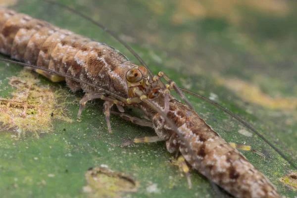 Primer Plano Los Insectos Naturaleza Salvaje —  Fotos de Stock