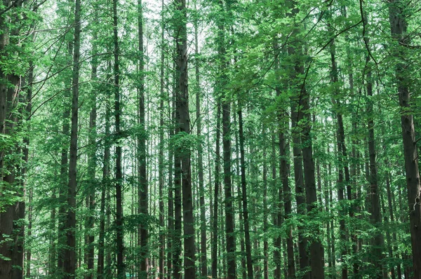 Зелений Ліс Лісі — стокове фото