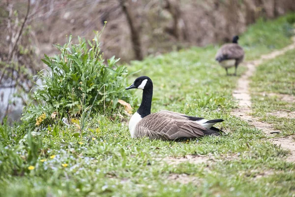 Par Patos Relva — Fotografia de Stock