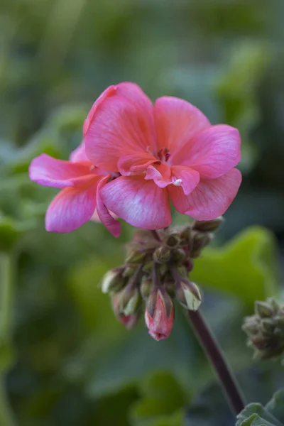 Mooie Bloemen Groeien Tuin — Stockfoto