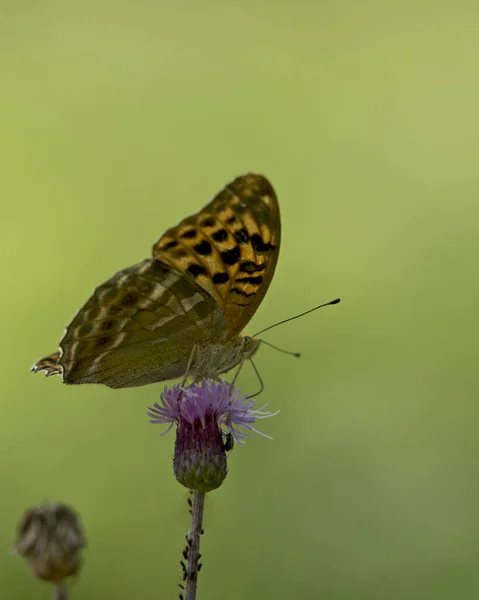 Çiçekteki Güzel Kelebek — Stok fotoğraf
