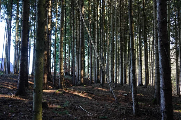 Orman Sabah — Stok fotoğraf