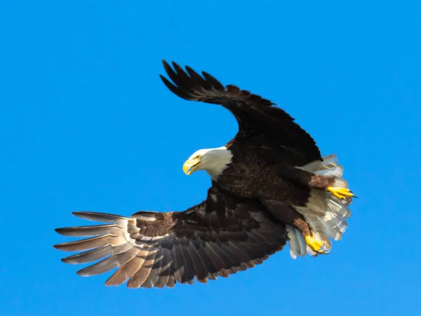 Águila Calva Volando Cielo —  Fotos de Stock