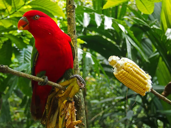 나뭇가지에 앵무새의 아름다운 — 스톡 사진