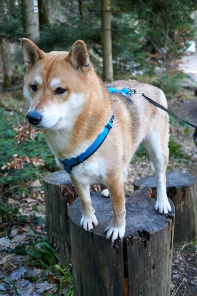 Chien Dans Forêt — Photo