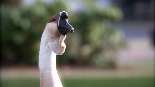 Close White Headed Goose Park — Stock Photo, Image