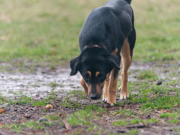 公園の犬 — ストック写真