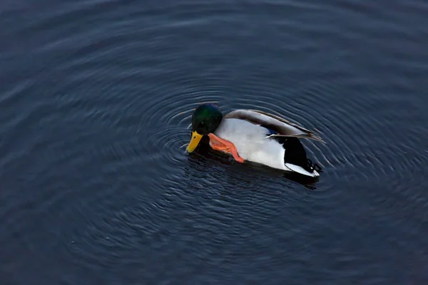 Une Belle Vue Sur Canard Nageant Dans Lac — Photo