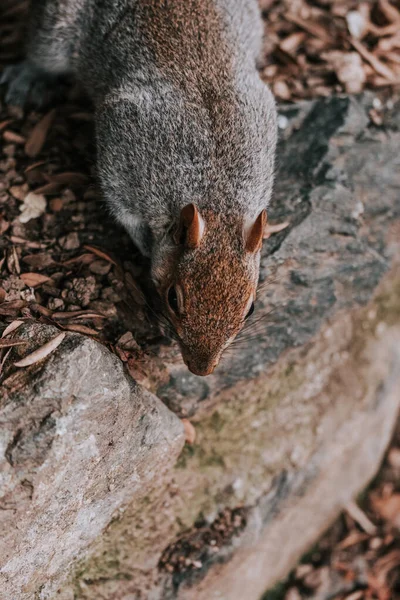 森林里的松鼠 — 图库照片