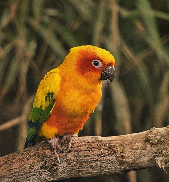 Schöne Aufnahme Eines Vogels Natürlichem Lebensraum — Stockfoto