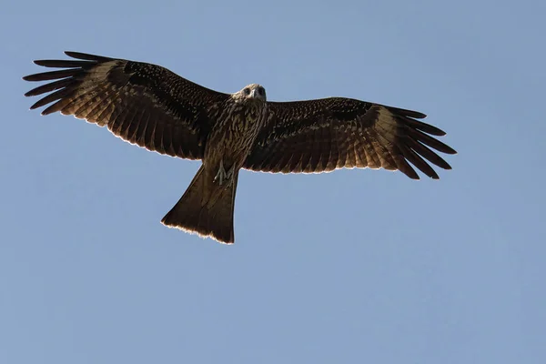 Gran Pájaro Volando Cielo — Foto de Stock