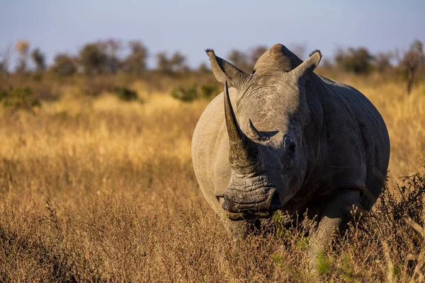 African Rhinoceros Savannah Kenya — Stock Photo, Image