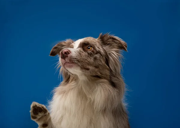 Retrato Lindo Perro Sobre Fondo Azul — Foto de Stock