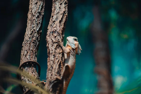 Nahaufnahme Einer Eidechse Auf Einem Baum — Stockfoto