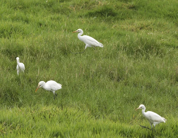 草地上的白鹤 — 图库照片