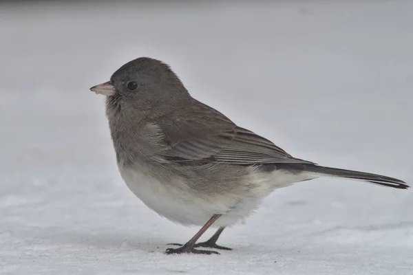 Ein Vogel Sitzt Auf Einem Ast — Stockfoto