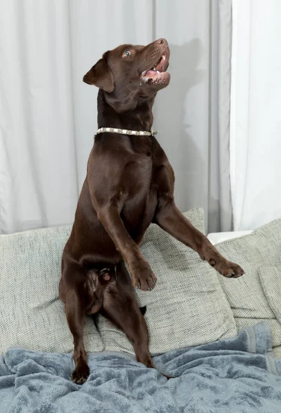 Lindo Perro Acostado Suelo —  Fotos de Stock