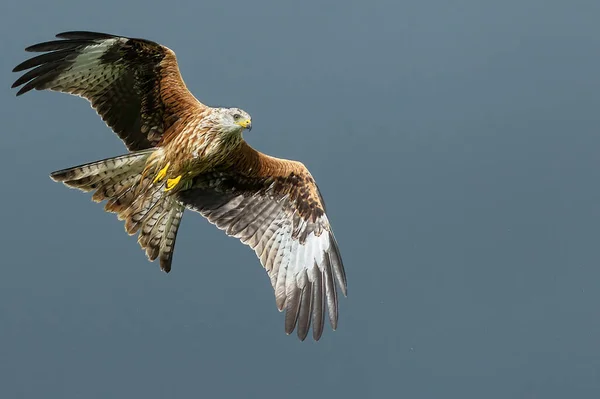 Oiseau Volant Dans Ciel — Photo