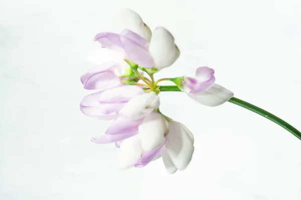 Όμορφα Ανοιξιάτικα Λουλούδια Λευκό Φόντο — Φωτογραφία Αρχείου
