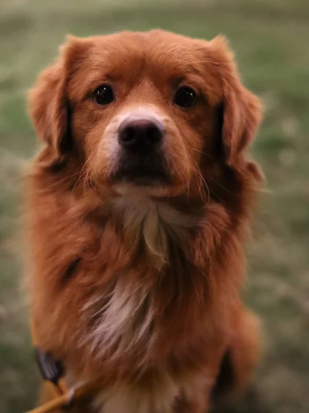 Retrato Cão Bonito — Fotografia de Stock