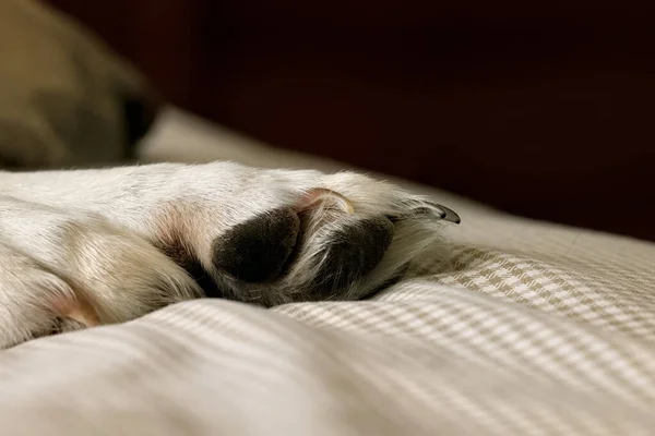 Симпатичная Собака Спящая Кровати — стоковое фото