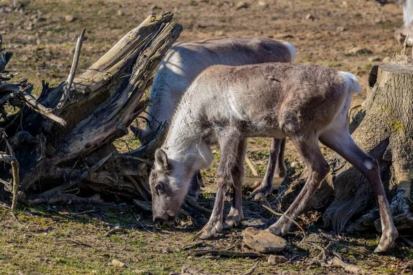 Egy Közeli Kép Egy Aranyos Szarvasról — Stock Fotó