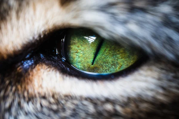 Katze Mit Grünen Augen — Stockfoto