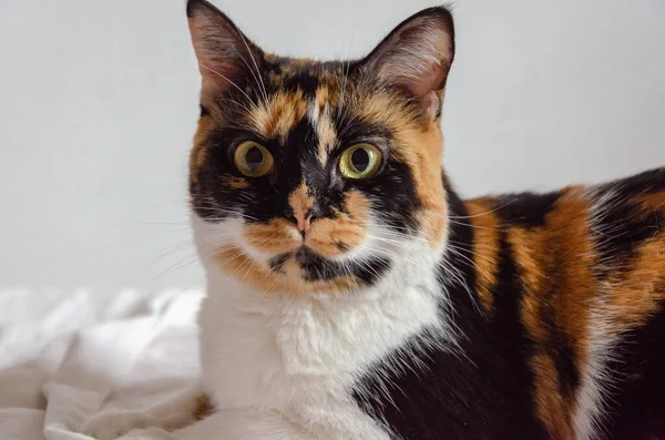 目の大きい可愛い猫 — ストック写真