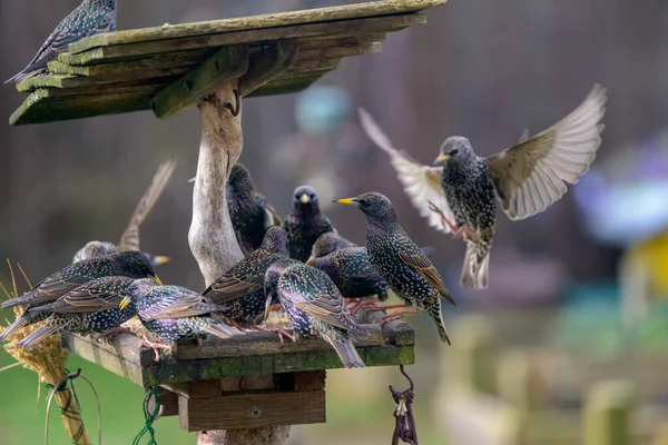 동물원에 비둘기 — 스톡 사진