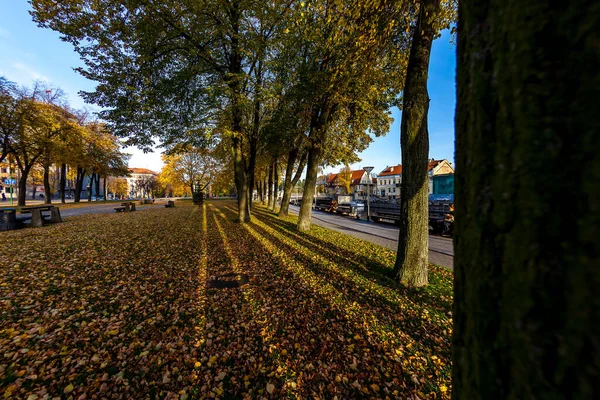 Őszi Táj Fákkal Levelekkel — Stock Fotó