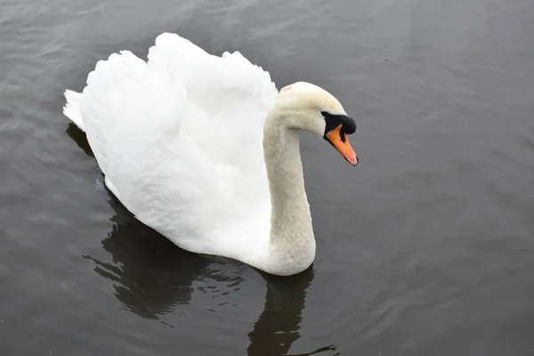 Cigno Bianco Sul Lago — Foto Stock