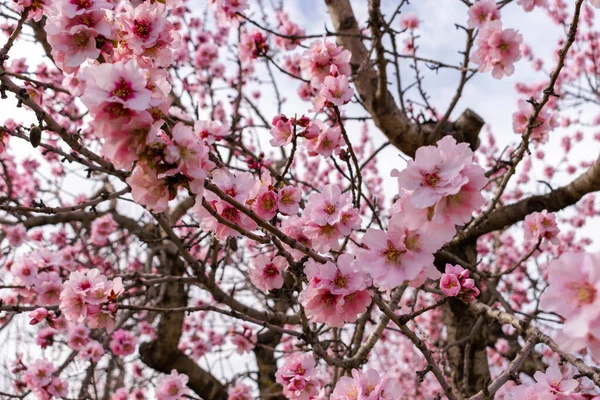 Hermosas Flores Sakura Rosa Jardín — Foto de Stock