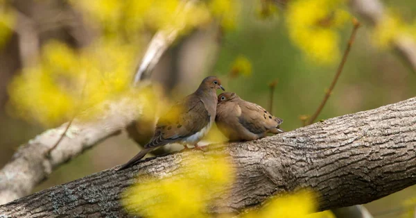 Pássaro Está Sentado Galho Árvore — Fotografia de Stock