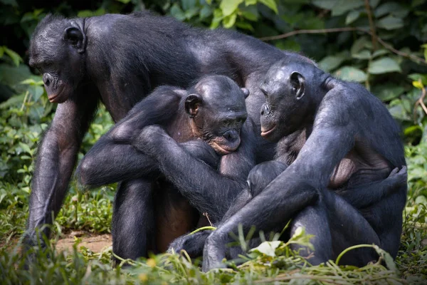 Mono Madre Hijo Comiendo — Foto de Stock