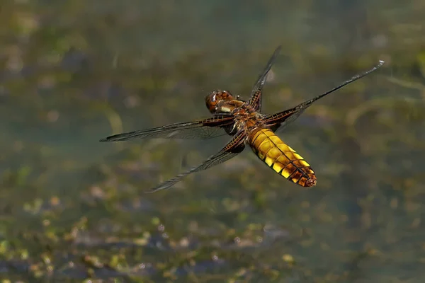 Kelebeğin Dalındaki Yusufçuk — Stok fotoğraf