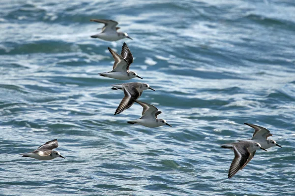 Gaivotas Voando Mar — Fotografia de Stock