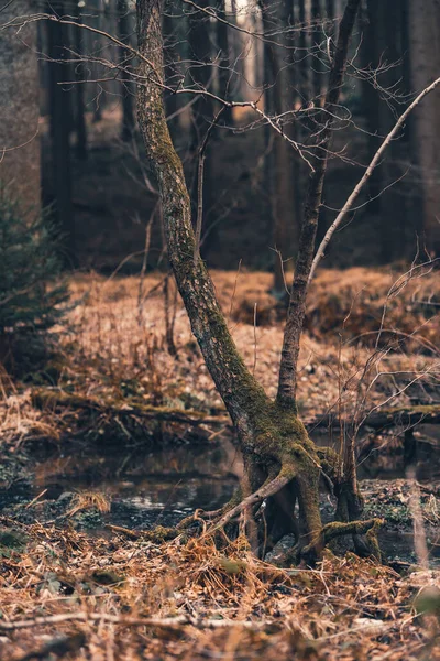 Крупним Планом Знімок Дерев Яного Пенька Лісі — стокове фото